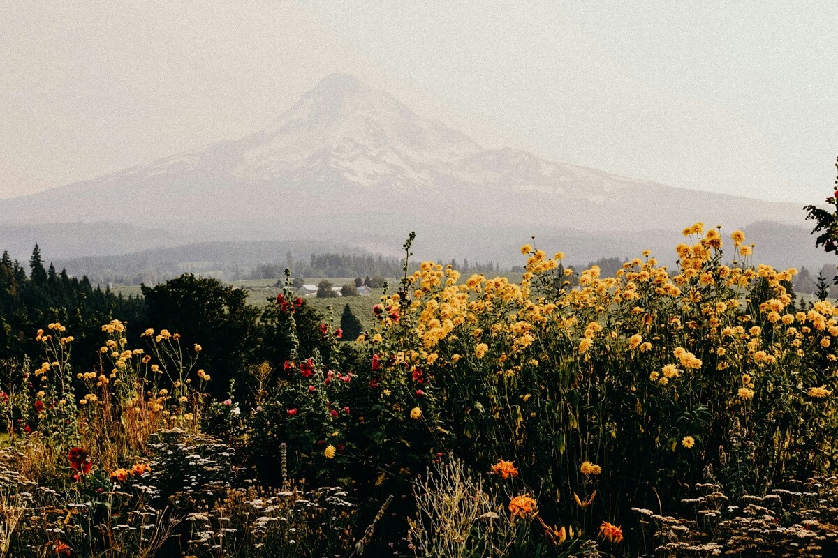 Wildflowers